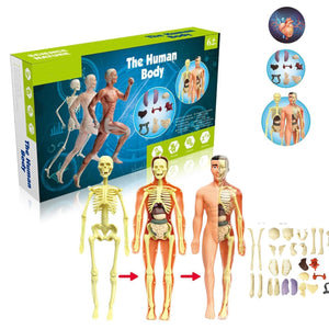 The Human Body — STEM Anatomy Model Kit