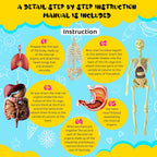 The Human Body — STEM Anatomy Model Kit