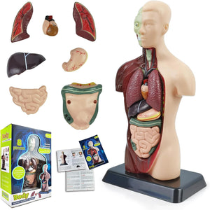 Human Anatomy Torso Model — 8 Pieces