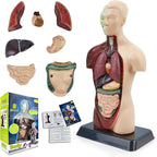 Human Anatomy Torso Model — 8 Pieces