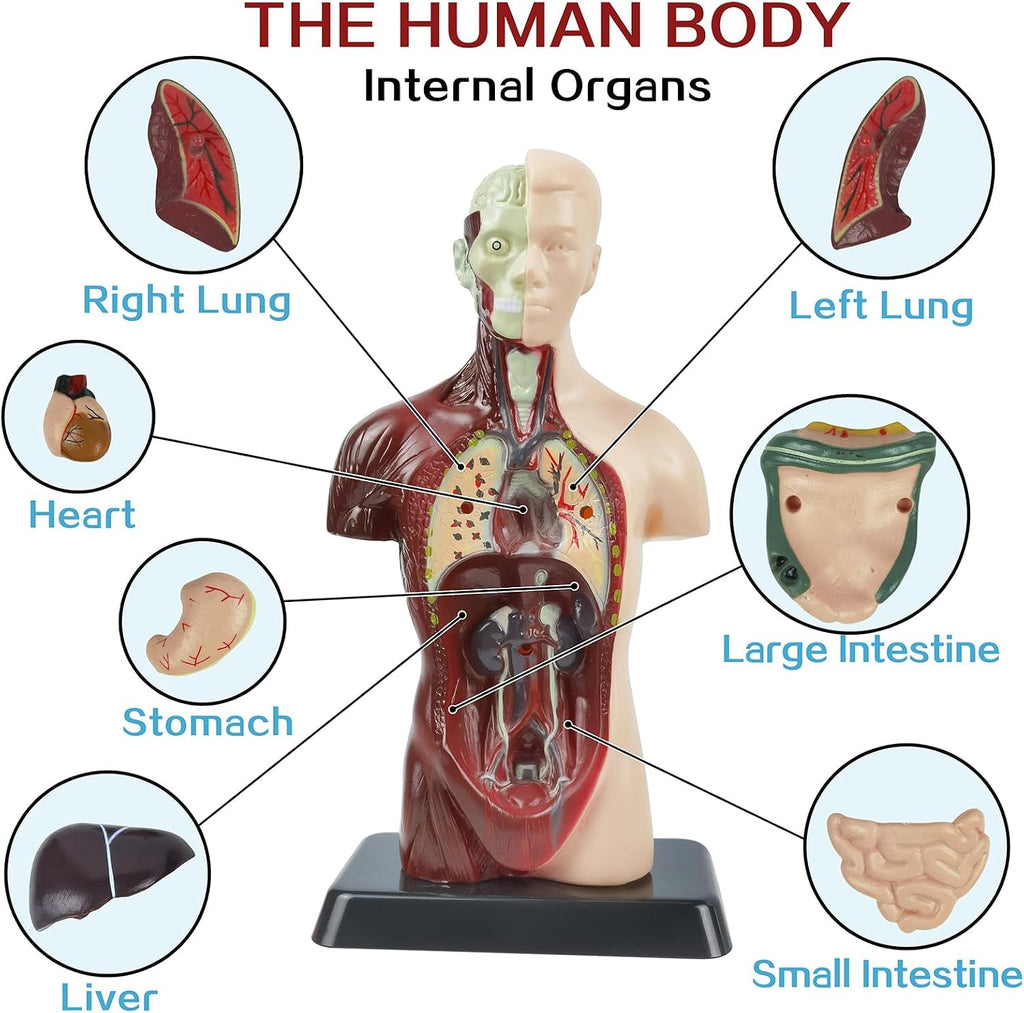 Human Anatomy Torso Model — 8 Pieces