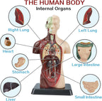 Human Anatomy Torso Model — 8 Pieces