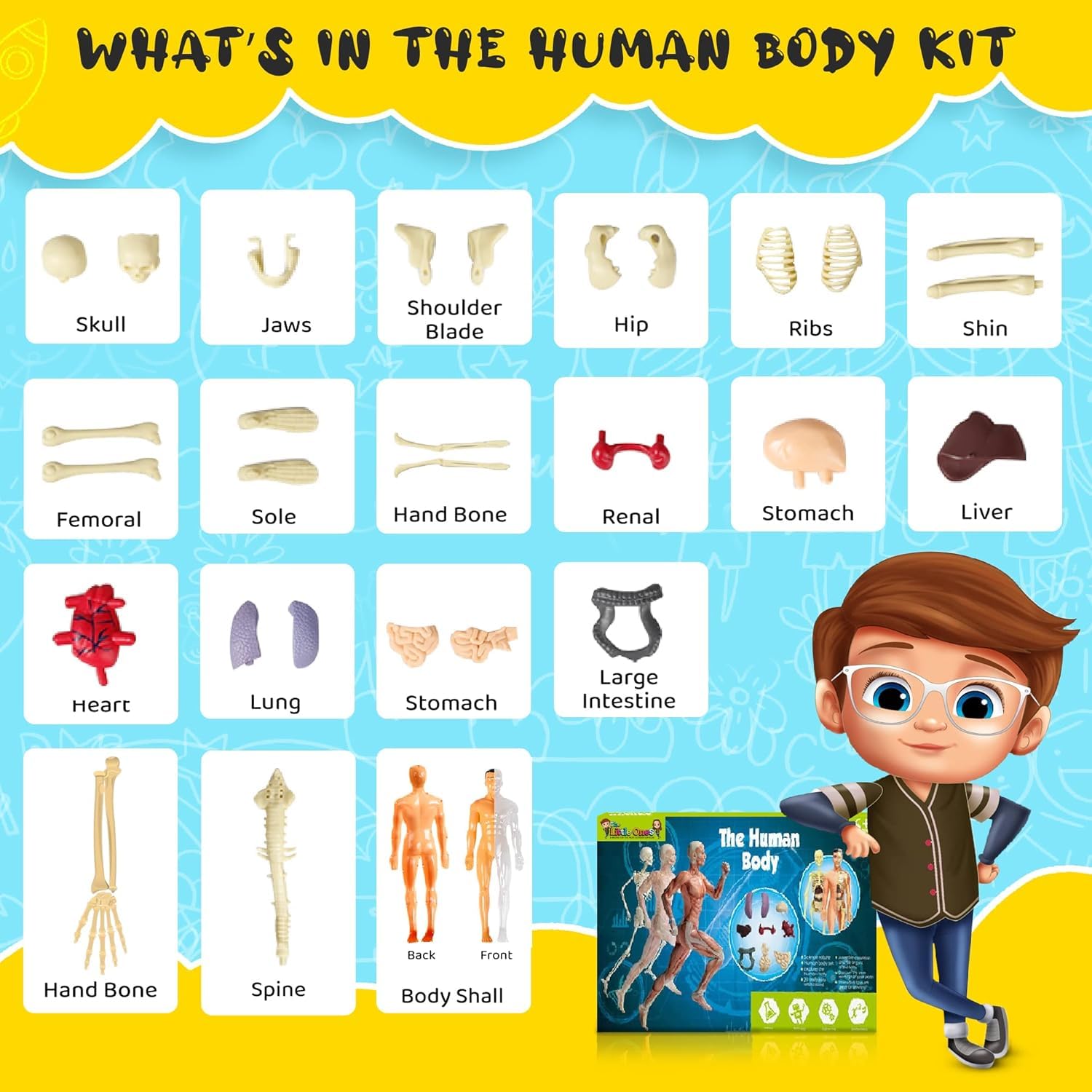 The Human Body — STEM Anatomy Model Kit