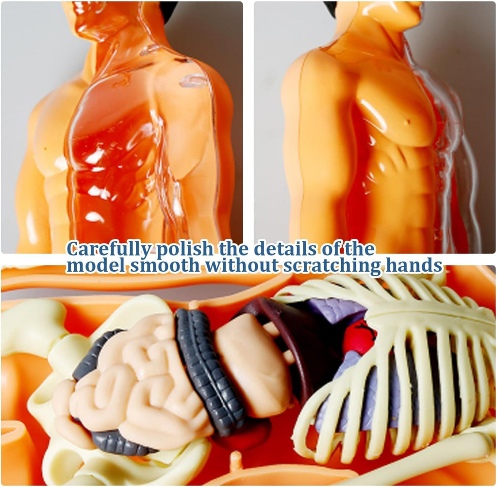 The Human Body — STEM Anatomy Model Kit