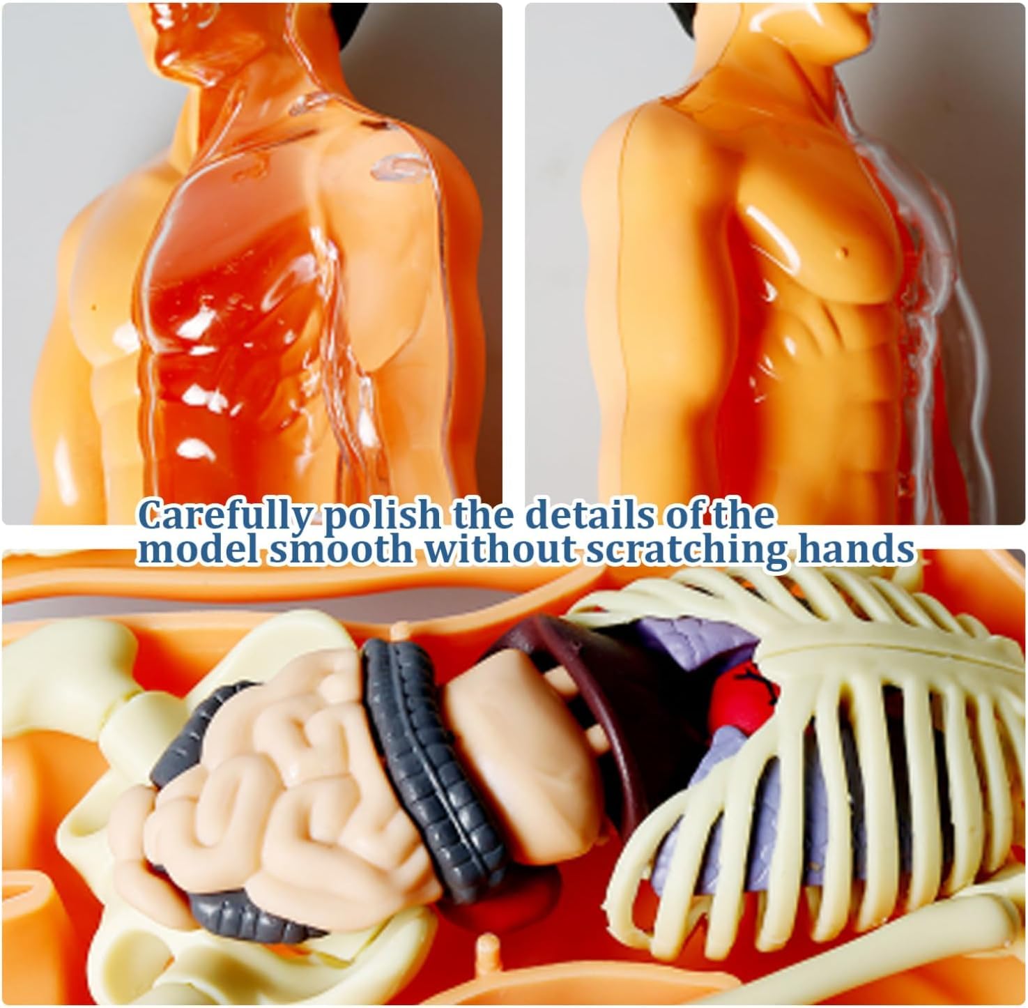 The Human Body — STEM Anatomy Model Kit