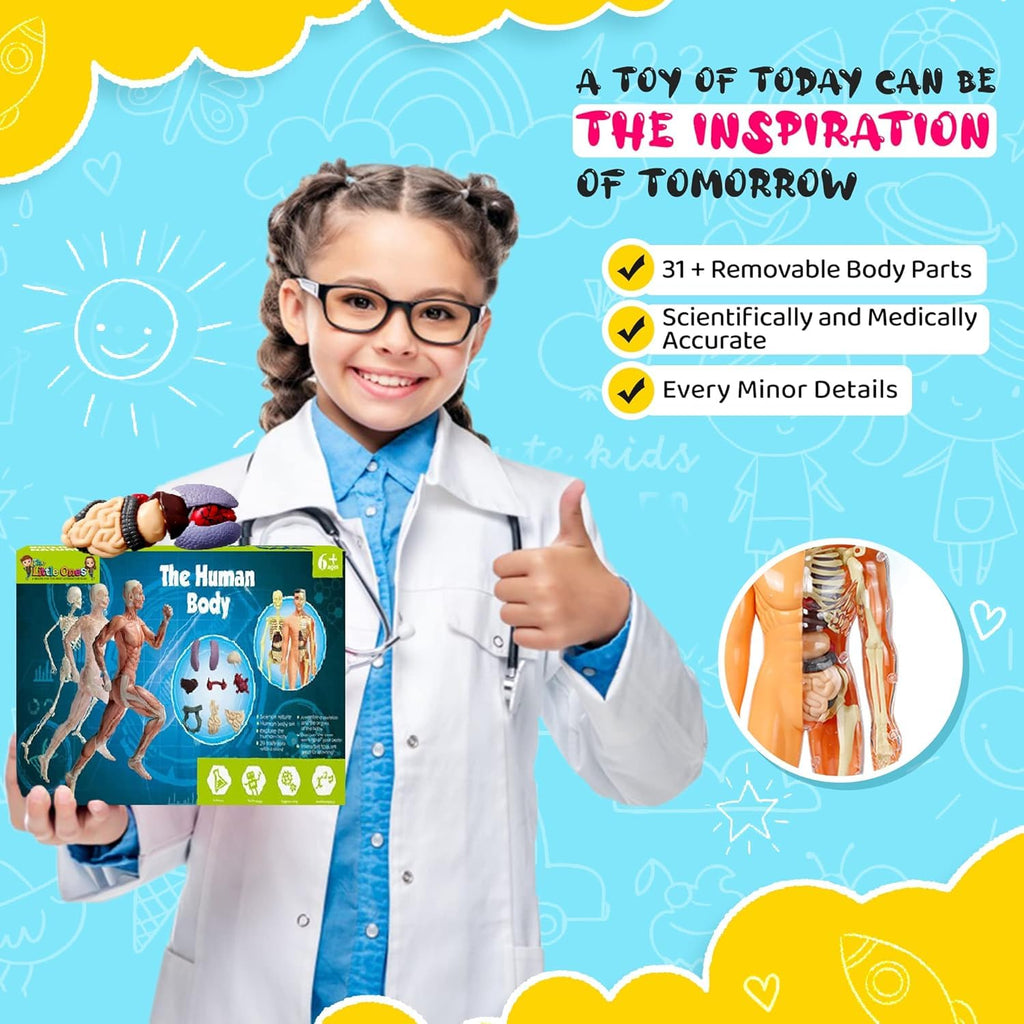 The Human Body — STEM Anatomy Model Kit