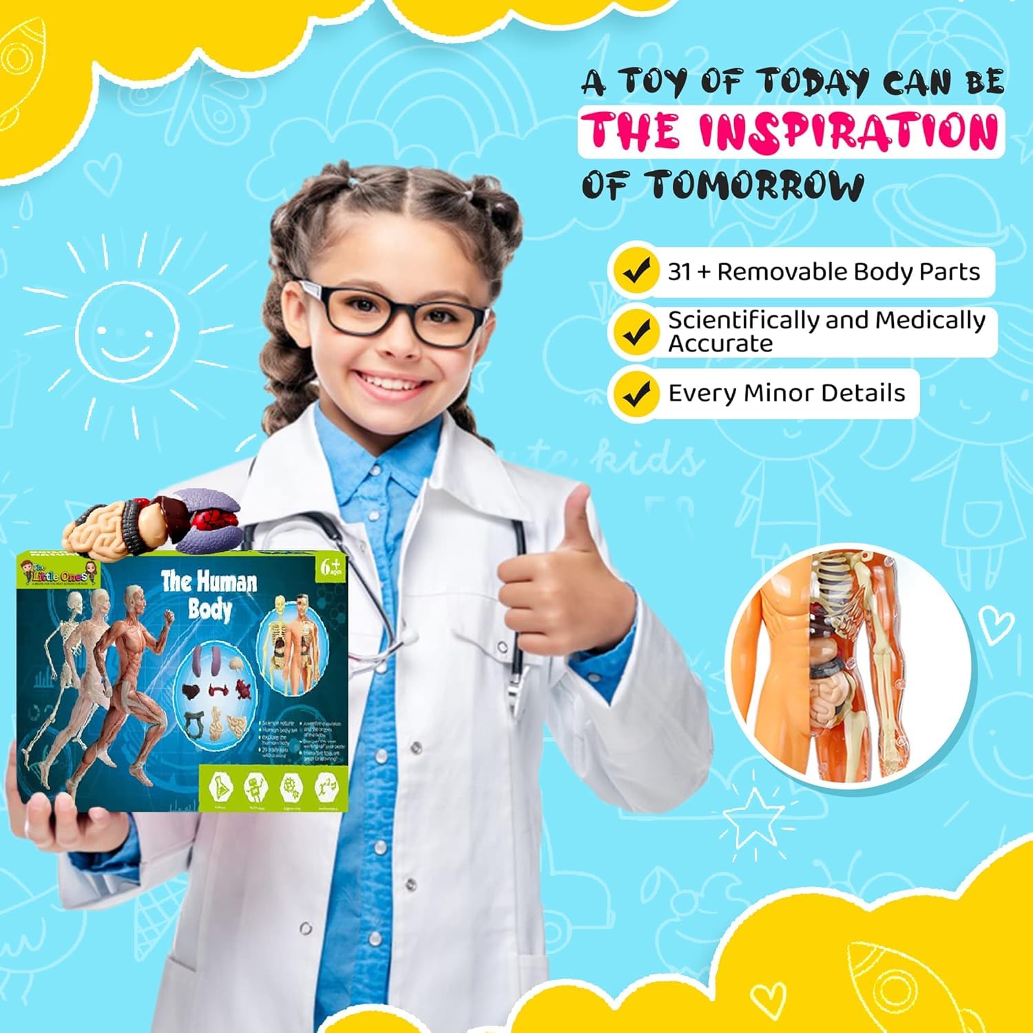 The Human Body — STEM Anatomy Model Kit