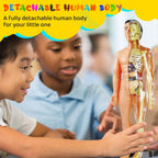 The Human Body — STEM Anatomy Model Kit