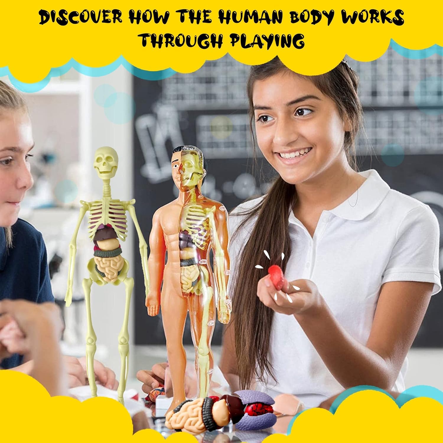The Human Body — STEM Anatomy Model Kit