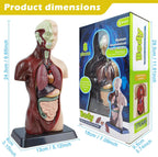 Human Anatomy Torso Model — 8 Pieces