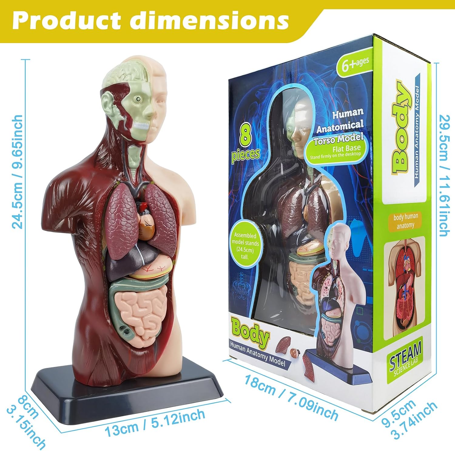 Human Anatomy Torso Model — 8 Pieces