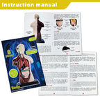 Human Anatomy Torso Model — 8 Pieces
