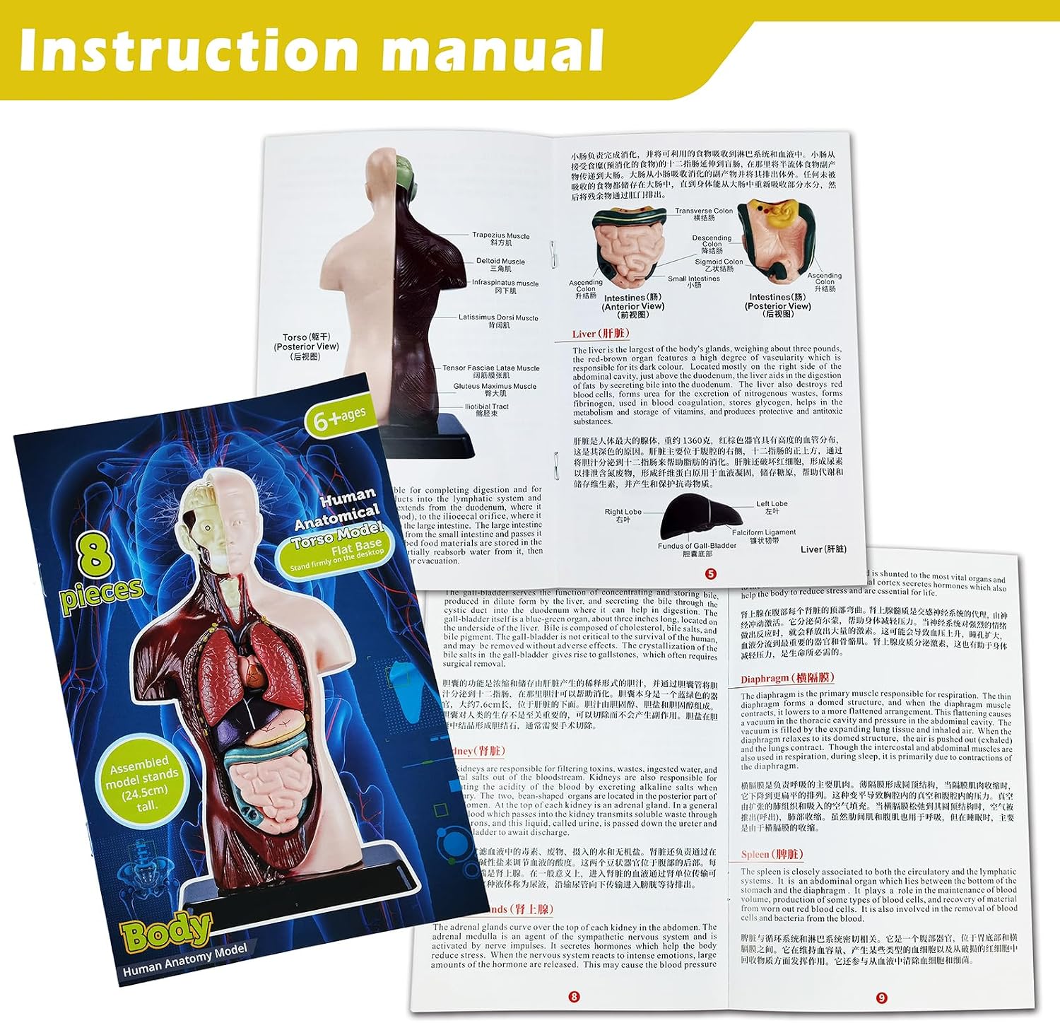 Human Anatomy Torso Model — 8 Pieces